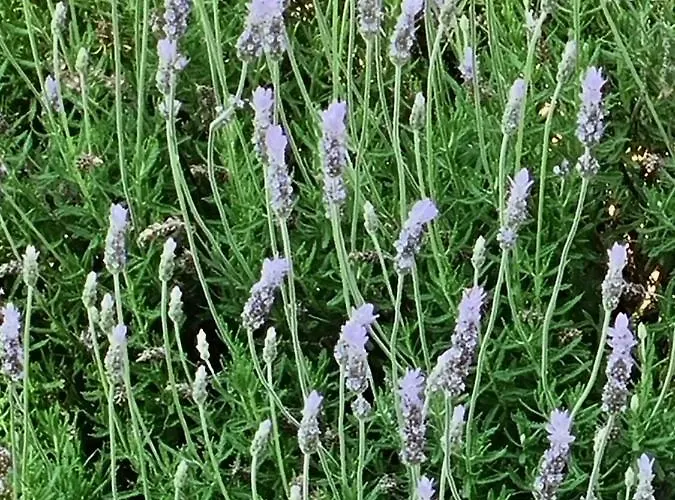 Onlystudio With Free Parking